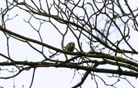 Stock Image: Blue tit sitting on a branch