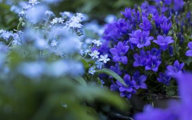 Stock Image: bluebells and forget me nots flowers