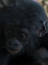 Stock Image: bonobo baby