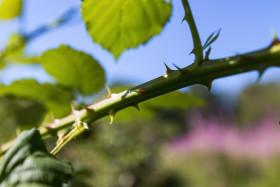 Stock Image: bramble