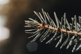 Stock Image: branch of fir