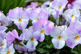 Stock Image: Bright purple viola flowers