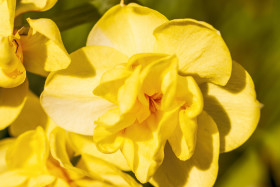 Stock Image: bright yellow daffodil flower in spring macro
