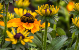 Stock Image: Bright yellow rudbeckia flowers in summer