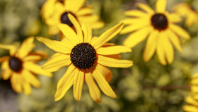 Stock Image: Bright yellow rudbeckia or Black Eyed Susan flowers