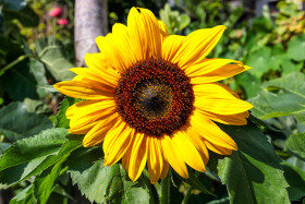 Stock Image: Bright Yellow Sunflower