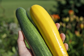 Stock Image: brightly yellow and green zucchini freshly harvested from the garden