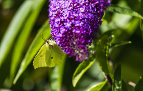Stock Image: brimstone butterfly