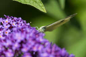 Stock Image: brimstone butterfly on lilac