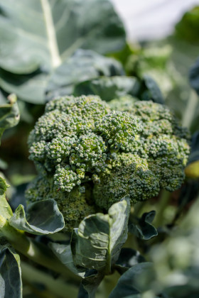 Stock Image: Broccoli in the garden
