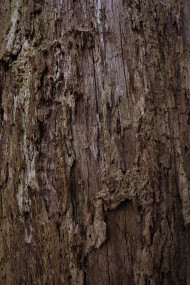 Stock Image: brown bark tree texture
