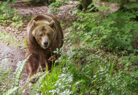 Stock Image: Brown bear