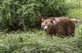 Stock Image: Brown bear