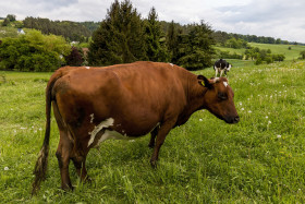Stock Image: brown cow