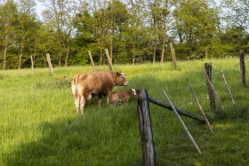 Stock Image: brown cow with calf
