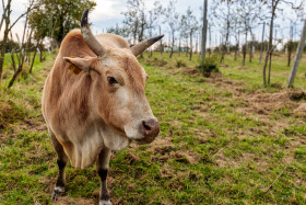 Stock Image: Brown cow with horns on a field in autumn