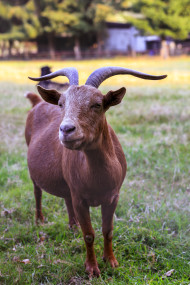 Stock Image: brown goat on the meadow