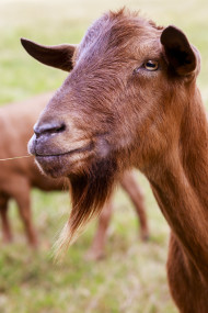 Stock Image: brown goat portrait on the meadow