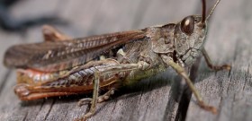 Stock Image: Brown grasshopper macro photo