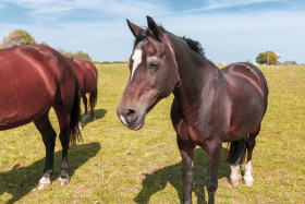 Stock Image: brown horse