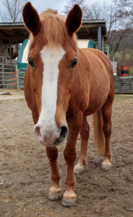 Stock Image: Brown horse on a farm