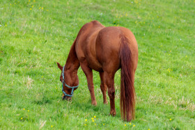 Stock Image: Brown Horse on a Meadow