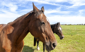 Stock Image: brown horses on the field