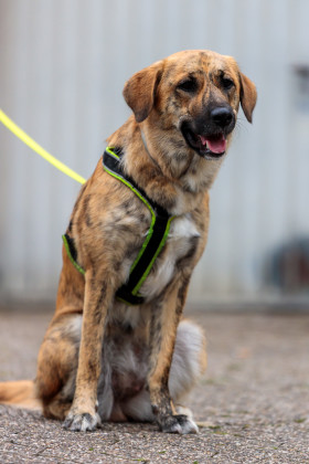Stock Image: Brown mixed breed dog on leash