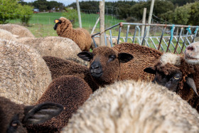 Stock Image: Brown sheep in the middle of its flock
