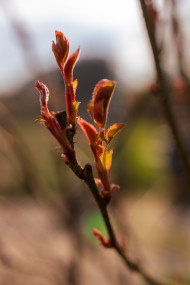 Stock Image: Bud of a rose in spring