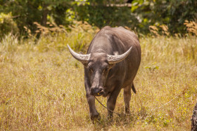 Stock Image: buffalo