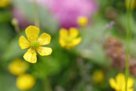 Stock Image: Bulbous Buttercup (Ranunculus bulbosus)