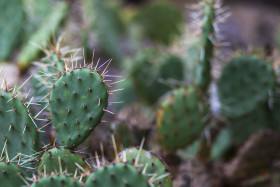 Stock Image: bunny ears cactus