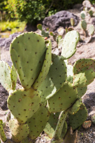 Stock Image: bunny ears cactus