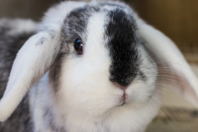 Stock Image: bunny portrait