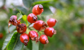 Stock Image: Bush of ripening rosehip, closeup
