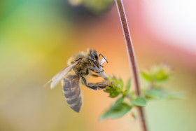 Stock Image: Busy Bee