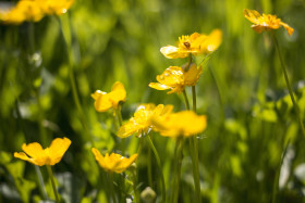 Stock Image: buttercup flower