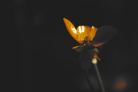 Stock Image: buttercup flower dark style