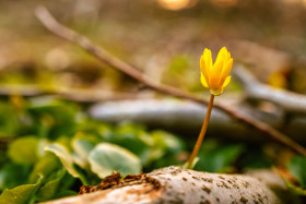 Stock Image: Buttercup flower grows in the forest in spring