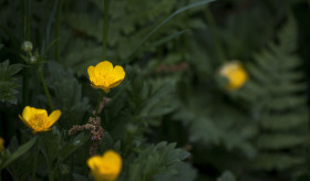 Stock Image: buttercup in forest