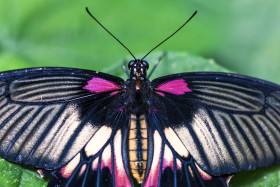 Stock Image: Butterfly