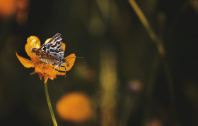Stock Image: butterfly on a flower, butterfly satyr
