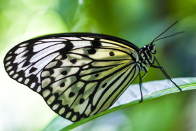 Stock Image: butterfly on a leaf - Large tree nymph