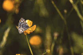 Stock Image: butterfly on a yellow flower, butterfly satyr