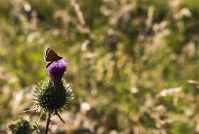 Stock Image: butterfly on thistle