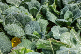 Stock Image: Cabbage grows in the garden