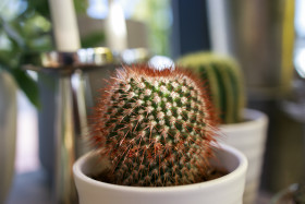Stock Image: Cactus as a houseplant