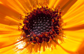 Stock Image: Calendula Flower Macro Close-up