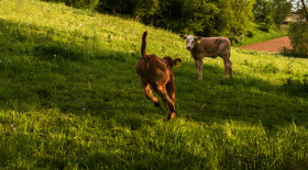 Stock Image: calf runs
